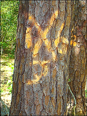 yellow mark on tree