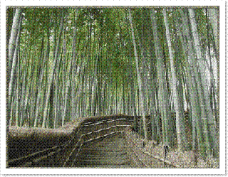 bamboo grove