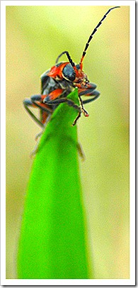Bug on stalk of grass