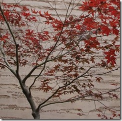 000_03_DaMau_Anh_LaVang