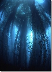kelpforest