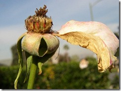 clip_image001