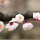 cherry-blossom_thumb.jpg