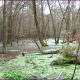 Lời tự sự của rừng già nhân ngày trái đất swamp-view_thumb.jpg