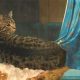 Cat-dalisque_thumb.jpg