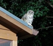 OWL-2